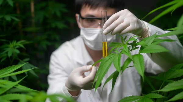 Concept Cannabis Plantation Medical Scientist Holding Test Tube Cannabis Farm — Stock Photo, Image