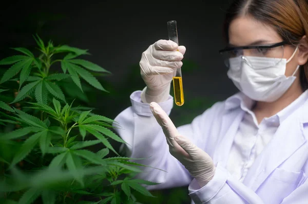 Concepto Plantación Cannabis Para Uso Médico Científico Que Sostiene Tubo — Foto de Stock