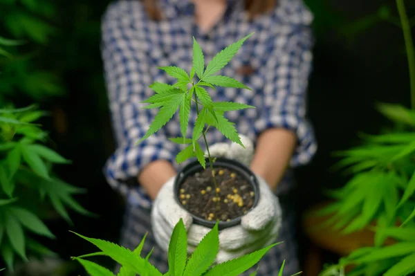 Landwirt Hält Cannabis Setzlinge Legalisierter Farm — Stockfoto