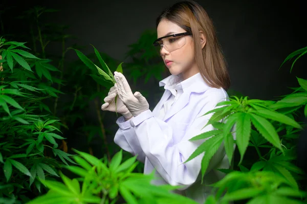 Wetenschapper Het Controleren Analyseren Van Een Cannabisbladeren Voor Experiment Hennep — Stockfoto