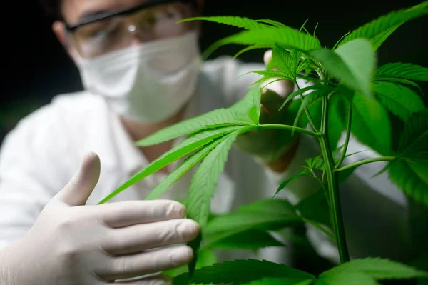 Scientist Checking Analyzing Cannabis Leaves Experiment Hemp Plant Herbal Pharmaceutical — Stock Photo, Image