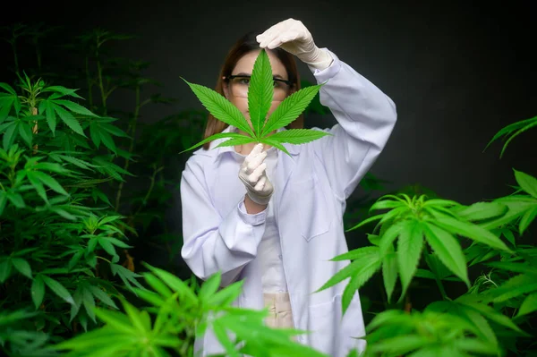 Wetenschapper Het Controleren Analyseren Van Een Cannabisbladeren Voor Experiment Hennep — Stockfoto