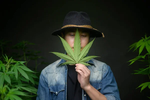 Lantbrukaren Håller Cannabislöv Kollar Och Visar Laglig Gård — Stockfoto