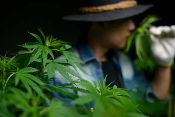 Boer Houdt Cannabisblad Vast Controleert Toont Gelegaliseerde Boerderij — Stockfoto