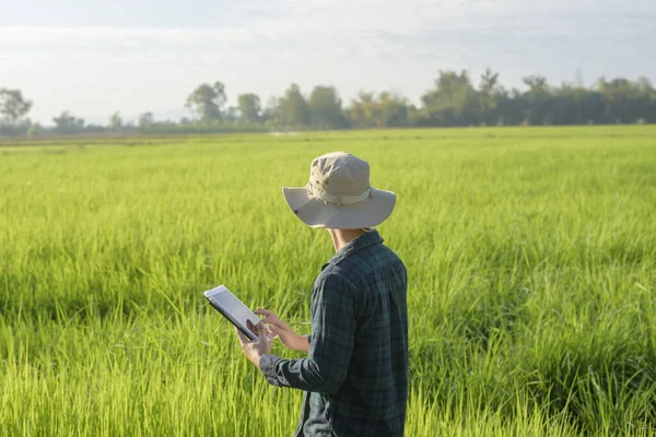 フィールド上のタブレットと若い女性のスマート農家 ハイテク技術革新とスマート農業 — ストック写真