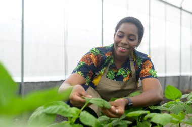 Bir serada çalışan siyah bir kadın tarım uzmanı, organik sebze ve tarım konsepti.