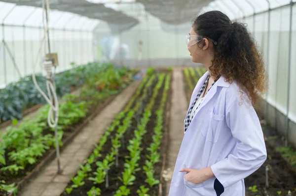 Seorang Agronomis Perempuan Asia Bekerja Rumah Kaca Sayuran Organik Dan — Stok Foto