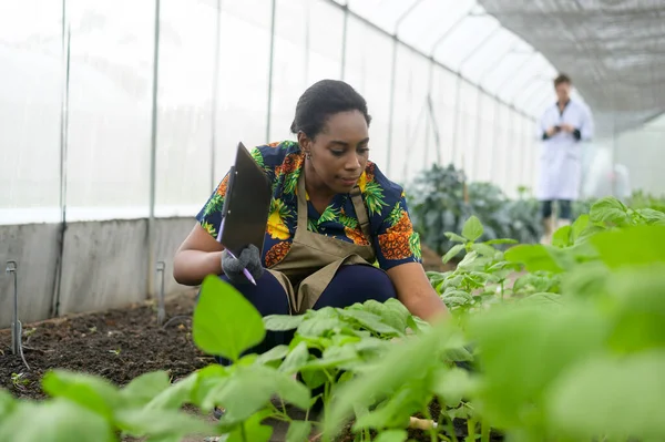 Seorang Wanita Hitam Agronomis Bekerja Rumah Kaca Organik Sayuran Dan — Stok Foto