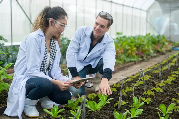 Scientis Analyzing Organic Vegetables Plants Greenhouse Concept Agricultural Technology — Stock Photo, Image