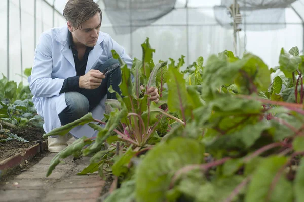 Seorang Ilmuwan Menganalisis Tanaman Sayuran Organik Rumah Kaca Konsep Teknologi — Stok Foto