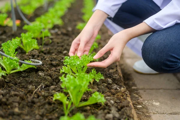 Close Scienti Hand Analyzing Organic Vegetables Plants Greenhouse Concept Agricultural — Fotografia de Stock