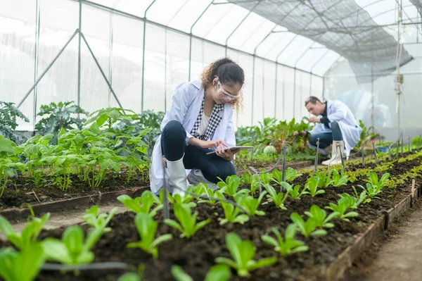 Scientis Analyzing Organic Vegetables Plants Greenhouse Concept Agricultural Technology — Stock fotografie