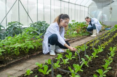 Bilim adamları seradaki organik sebzeleri tarımsal teknoloji kavramını inceliyor. 