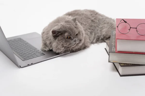 Scottish Fold Lovely Cat Using Laptop Computer Studio — Fotografia de Stock