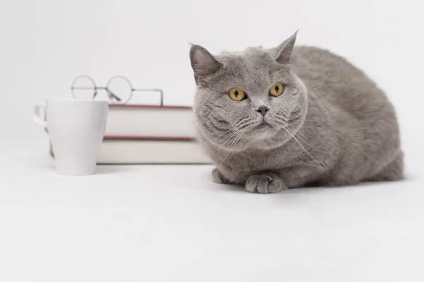 Портрет Шотландской Кошки Текстом Белом Студийном Фоне Концепция Образования — стоковое фото