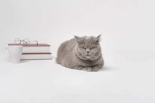 Portrait Scottish Fold Lovely Cat Text Back White Studio Background — Photo