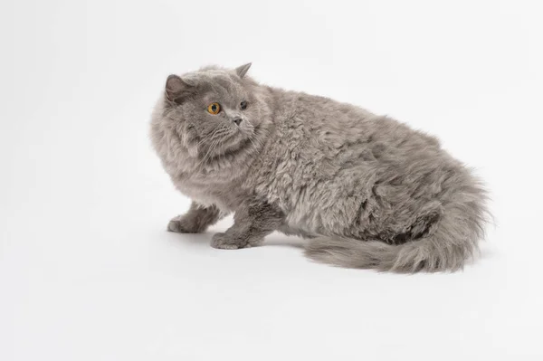 Portrait Scottish Fold Lovely Cats White Studio Background — Photo