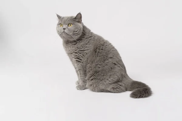 Portrait Scottish Fold Lovely Cats White Studio Background — Stock Photo, Image