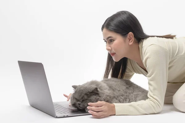 Шотландська Зграя Прекрасних Котів Лежить Молодій Жінці Працюючи Ноутбуком Білому — стокове фото