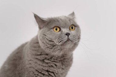 Portrait of A Scottish fold lovely cats on white studio background 
