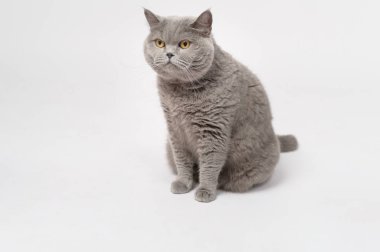 Portrait of A Scottish fold lovely cats on white studio background 