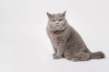 Portrait of A Scottish fold lovely cats on white studio background 