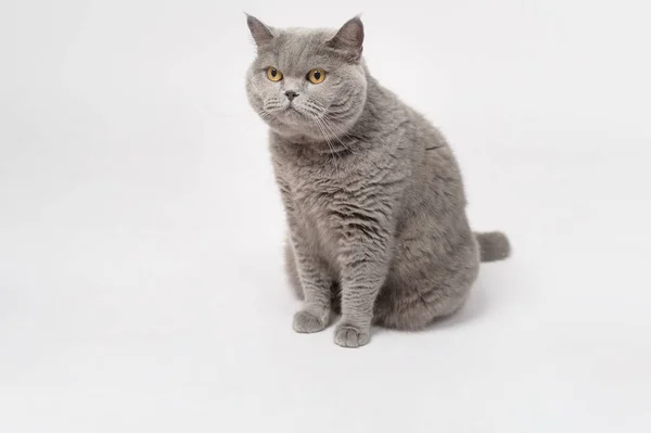 Portrait Scottish Fold Lovely Cats White Studio Background — Stock Fotó