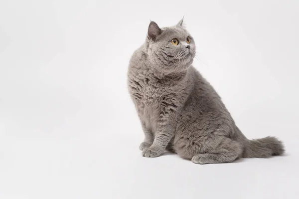 Портрет Шотландской Кошки Белом Студийном Фоне — стоковое фото