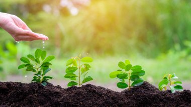 Elinizi verimli topraklardaki bitkilere damlayan suyla kapatın, ekolojik koruma kavramı