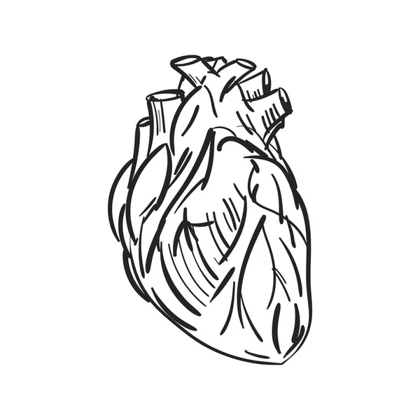 Анатомический Рисунок Руки Сердца Изолирован Векторная Иллюстрация Гравировки Сердца — стоковый вектор
