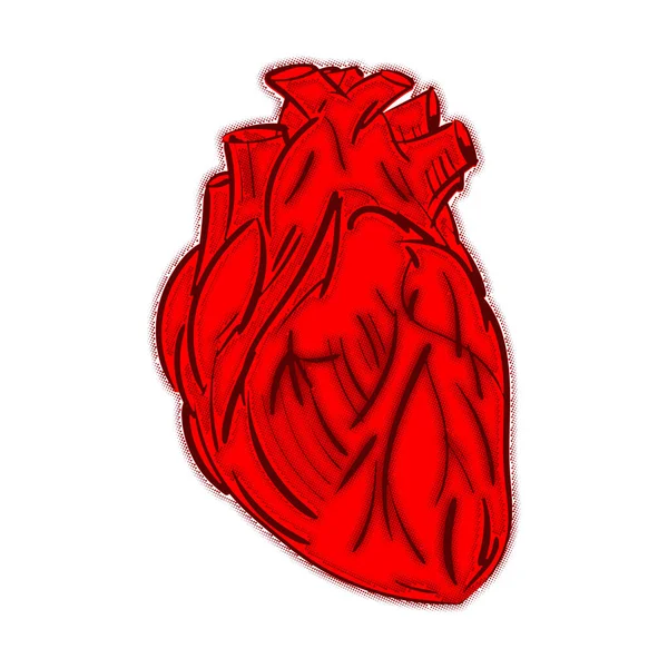 Anatomisk Hjärta Hand Ritning Isolerad Illustration Hjärtgravyr Vektor — Stock vektor