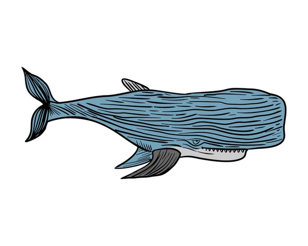 精子クジラの手を孤立描画します キャシャロット ベクトル図 — ストックベクタ