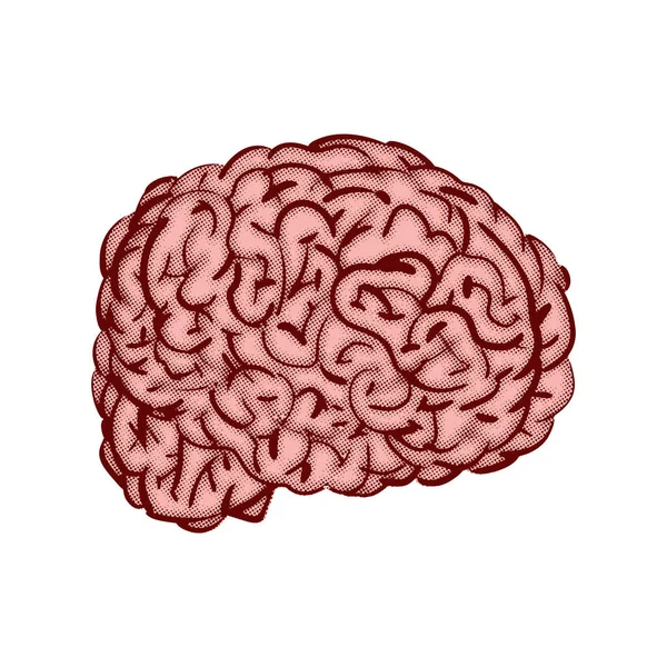 Mozková Ruka Kreslí Izolovaně Mozky Rytí Vektorové Ilustrace — Stockový vektor
