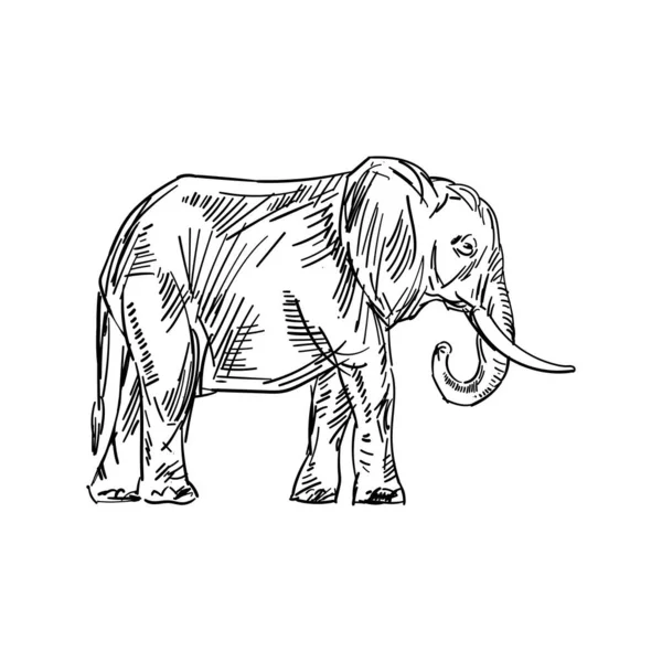 Elephant Hand Drawing Isolated Animal Vector Illustration — стоковый вектор