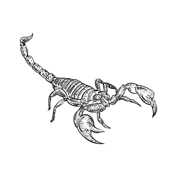 Disegno Mano Dello Scorpione Aracnide Terrestre Lineare Illustrazione Vettoriale — Vettoriale Stock