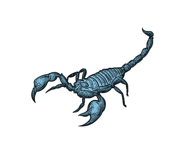 Scorpion Hand Drawing Sketch Linear Terrestrial Arachnid Vector Illustration — Stock Vector