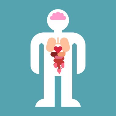 İç organlar basit şekildedir. anatomik Tıbbi Vektör illüstrasyonu