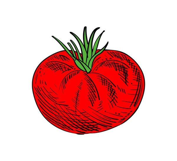Tomate Dessin Main Isolé Adore Croquis Aux Pommes Illustration Vectorielle — Image vectorielle