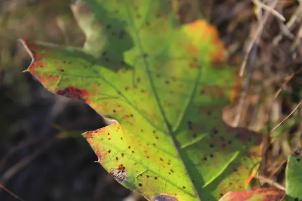 Nahaufnahme Von Blättern Die Farben Wechseln — Stockfoto