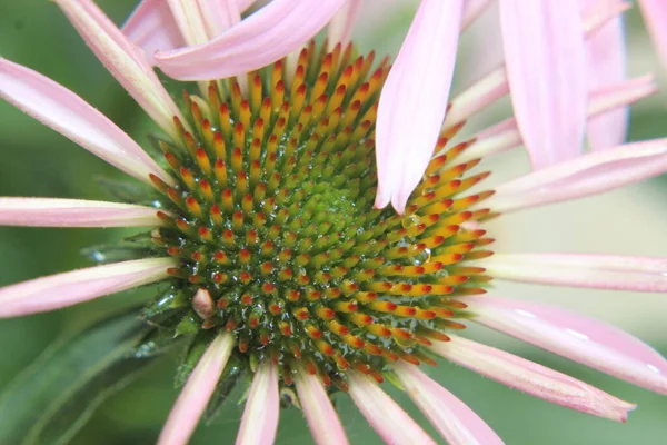 Güzel Pembe Yeşil Turuncu Çiçek — Stok fotoğraf