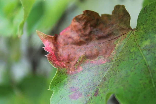 Foglia Cambia Colore Autunno — Foto Stock