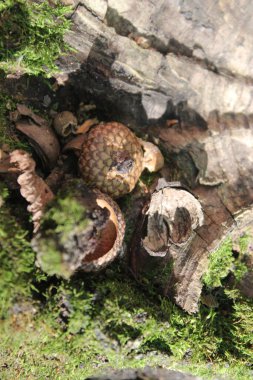 Orman zemininde meşe palamudu