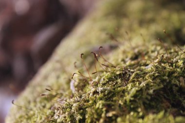 Kış ormanında yosun.
