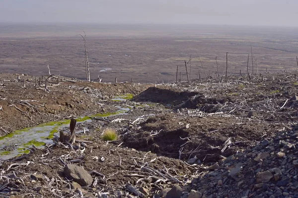 Yoksul ekolojinin ve ölü ormanın fotoğrafları.