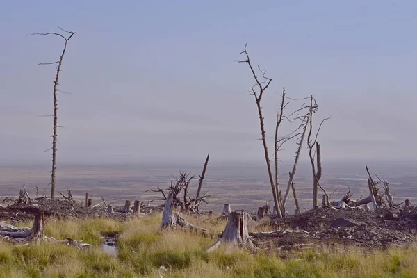 Yoksul ekolojinin ve ölü ormanın fotoğrafları.