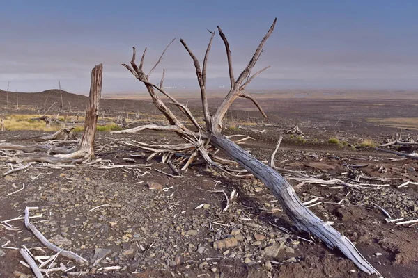 Yoksul ekolojinin ve ölü ormanın fotoğrafları.