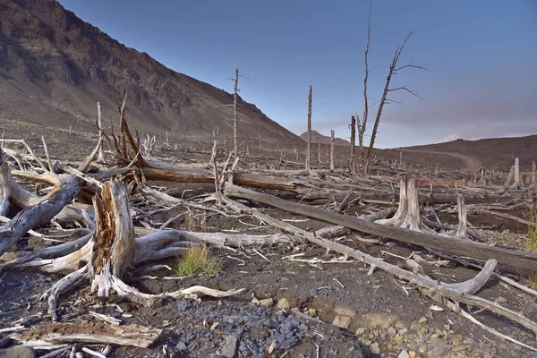 Yoksul ekolojinin ve ölü ormanın fotoğrafları.