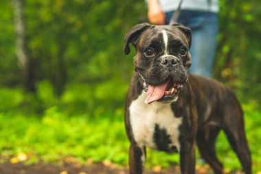 Boksör köpeği sahibiyle yürüyüşe çıktı..