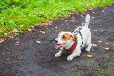 Jack Russell Terrier ormanda yürüyüşe çıktı. 