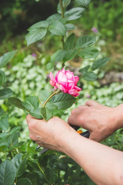 Kobieta Pracuje Ogrodzie Kroi Różę Suszoną Śliwką Ilustracja Prac Ogrodowych — Zdjęcie stockowe